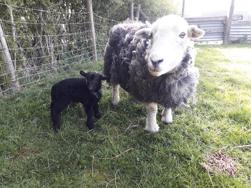 Gorse Hill City Farm Summer BBQ & Festival COOL AS LEICESTER