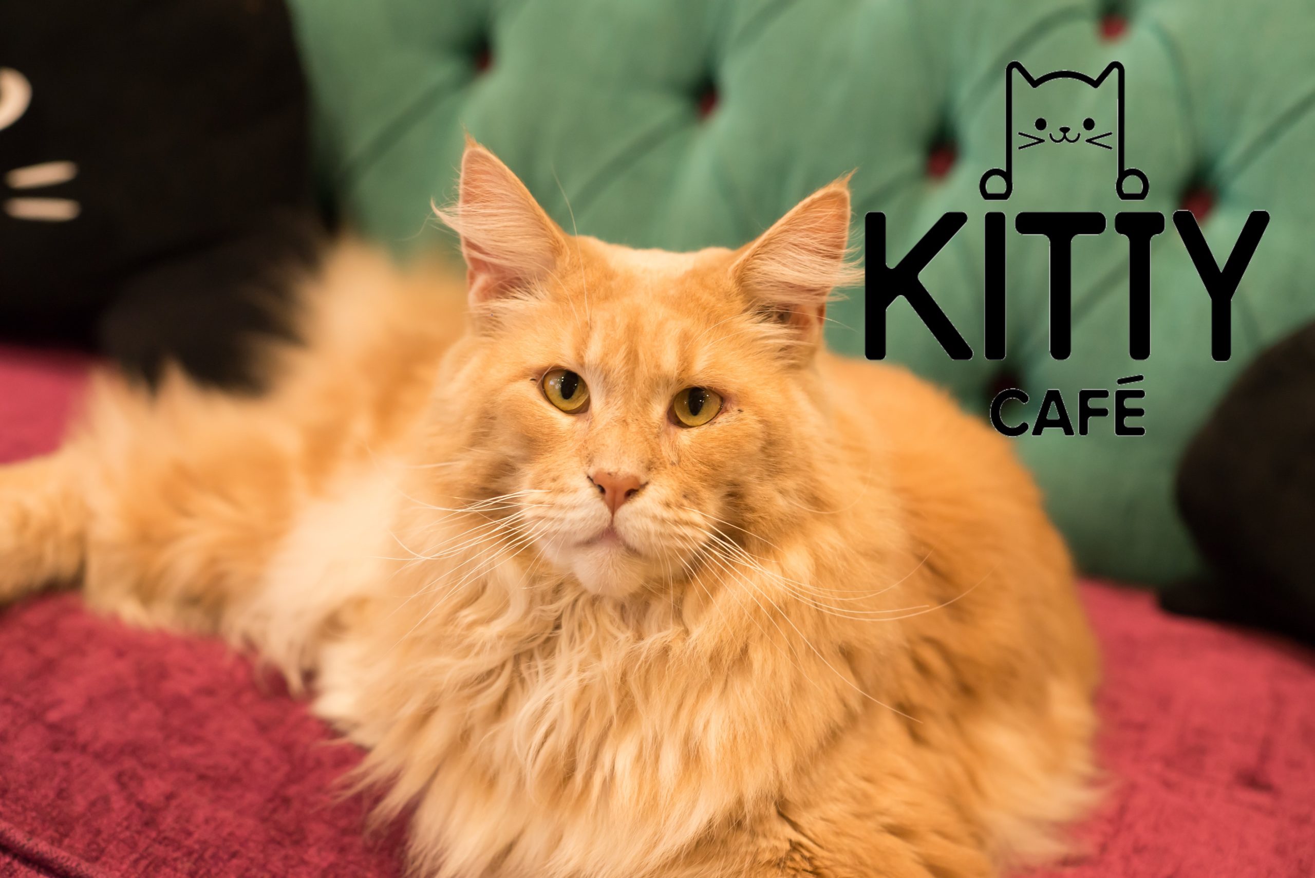 kitty cafe leicester