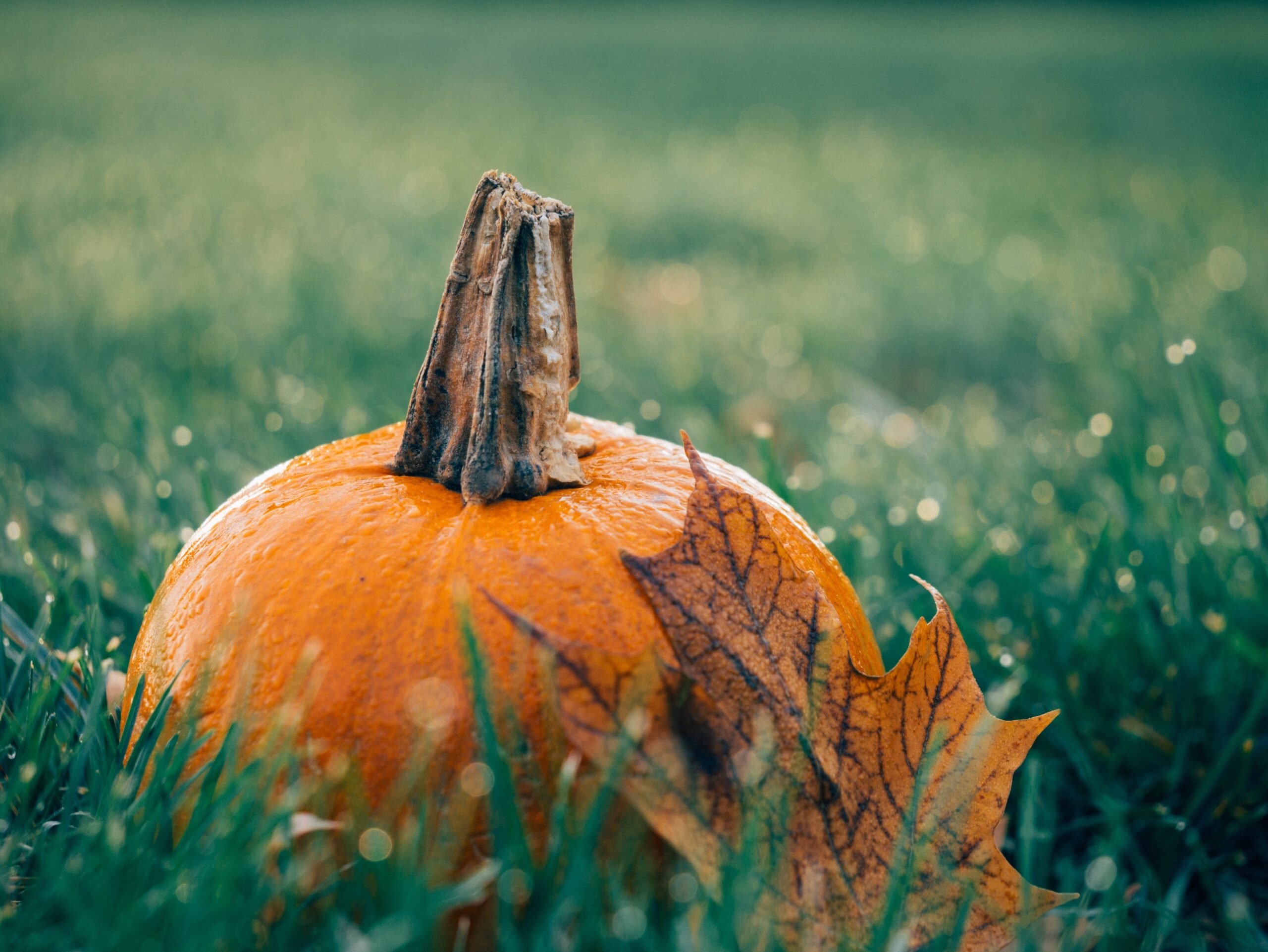 make-a-date-at-kirkby-pumpkin-patch-this-october-cool-as-leicester